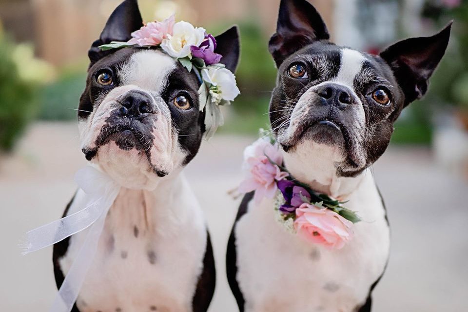 Petiquette: Did Your Pet Make it onto the Guest list?