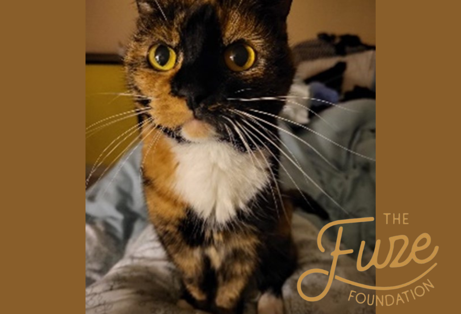 Honouring Memories of Our Beloved Animal Companions